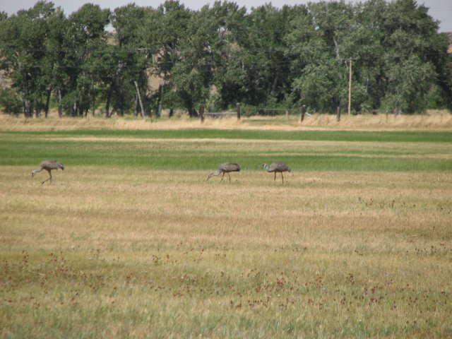 Sandhill Cranes near Paisley